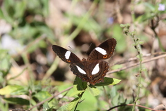 Anartia chrysopelea