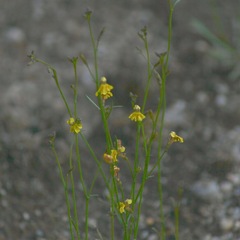 Goodenia macbarronii
