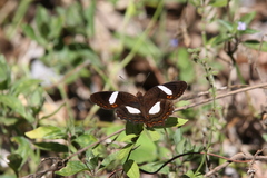 Anartia chrysopelea