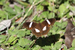 Anartia chrysopelea