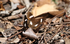 Anartia chrysopelea