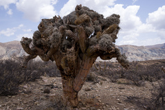 Trichocereus werdermannianus