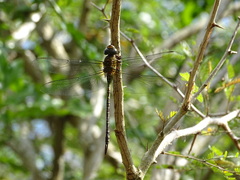 Coryphaeschna viriditas