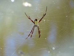 Argiope radon