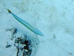 Malacanthus plumieri