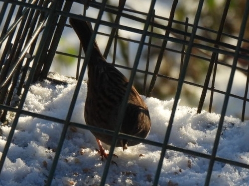Dunnock (Prunella modularis), photo 8
