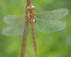 Neurocordulia molesta
