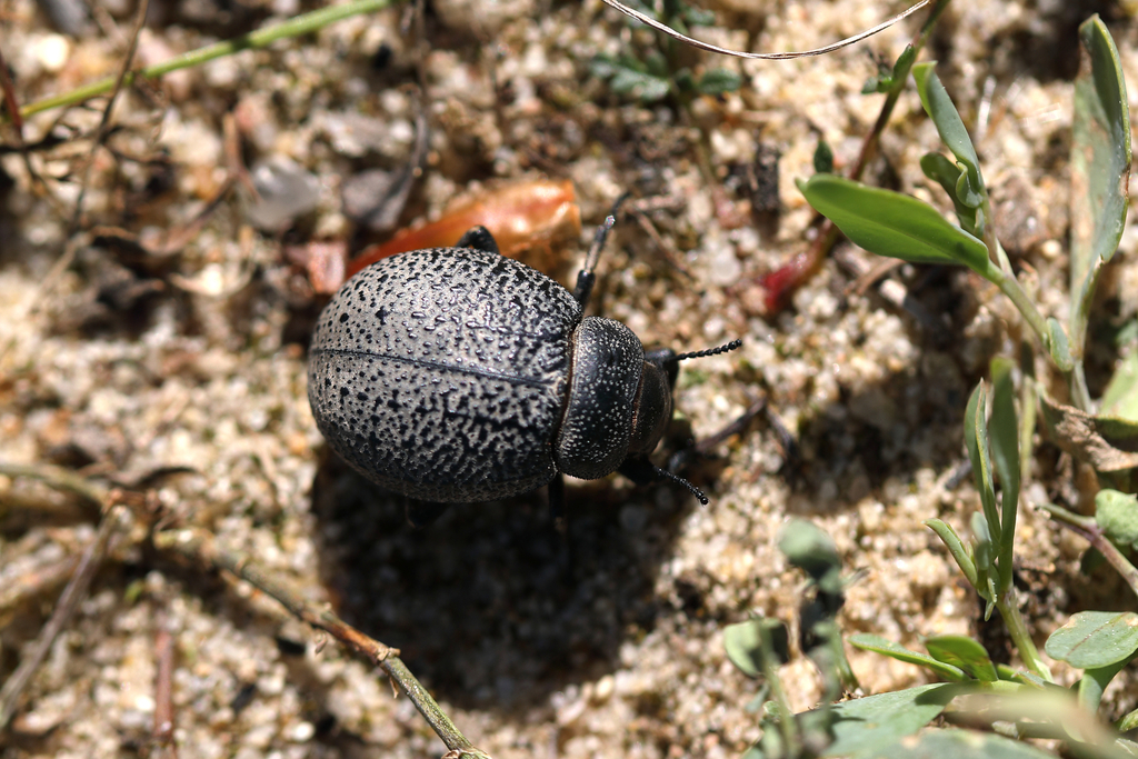 Pimelia chrysomeloides