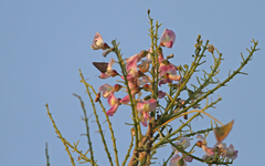 Electrostrymon angelia