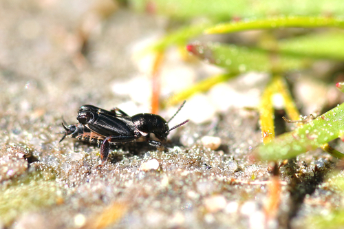 Iberian Molehopper