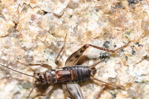 Fermin's Glandular Cricket