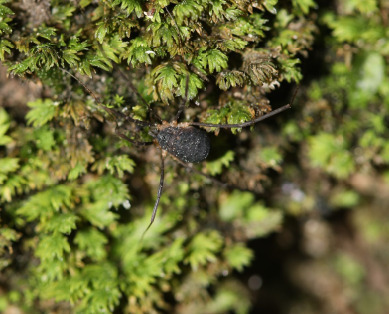 Nelima atrorubra