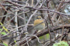 Prunella atrogularis