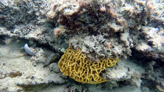 Holopsamma laminaefavosa