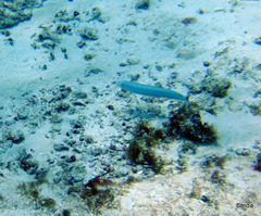 Malacanthus plumieri