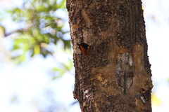 Historis odius odius