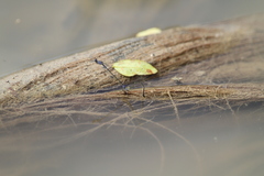 Enallagma cardenium