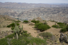 Trichocereus werdermannianus