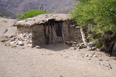 Trichocereus werdermannianus