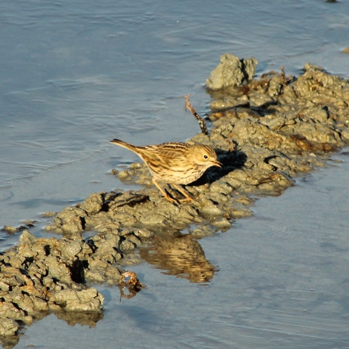 Meadow Pipit (Anthus pratensis), photo 1