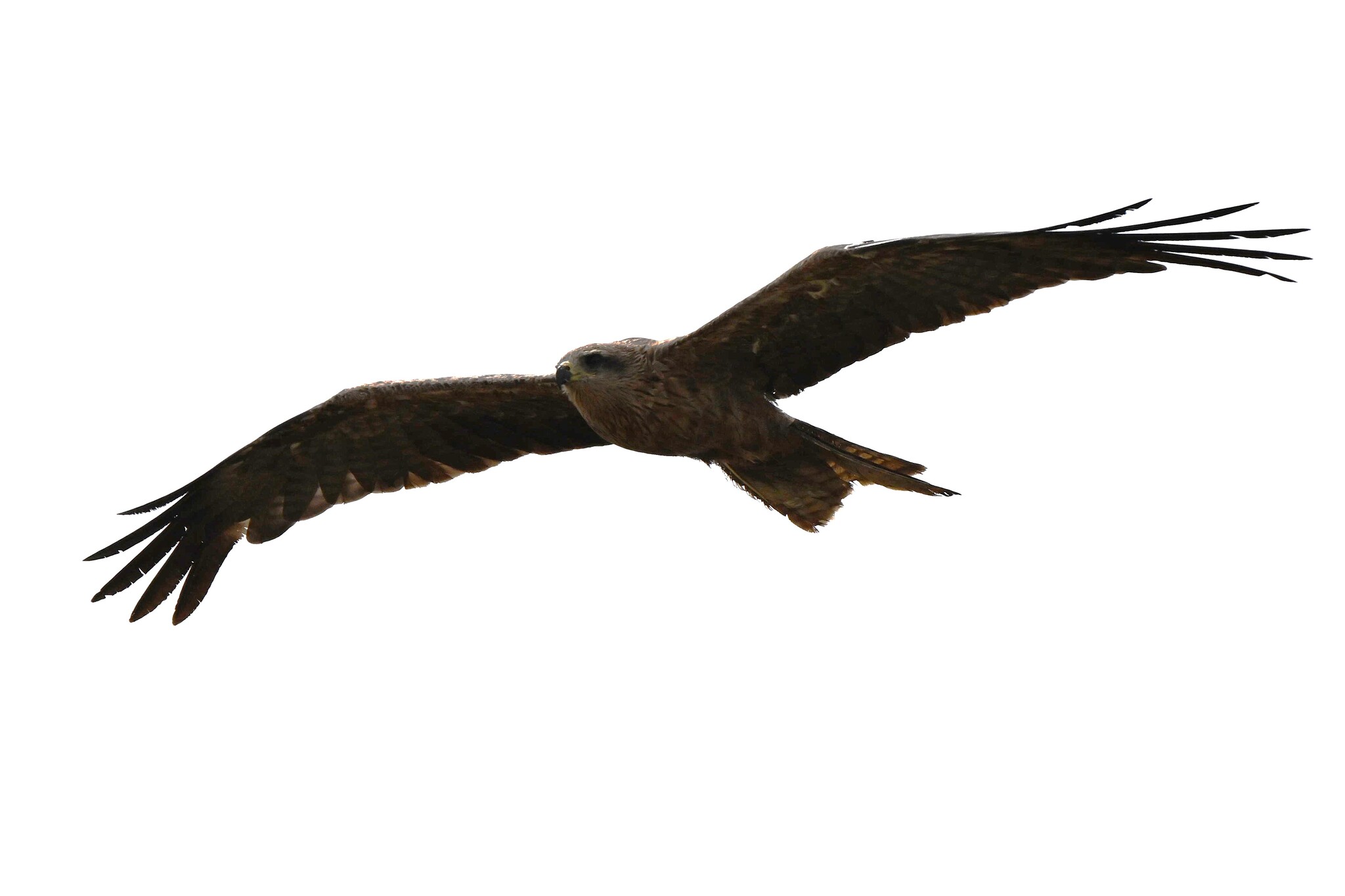 Milvus migrans (Boddaert, 1783)