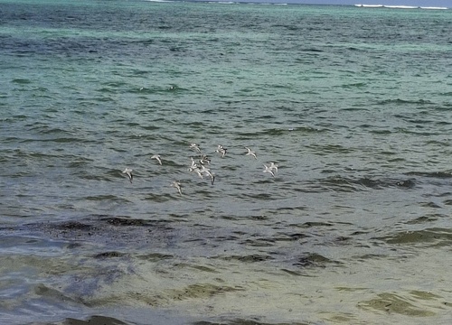 Sanderling (Calidris alba), photo 7