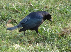 Molothrus bonariensis