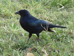 Molothrus bonariensis