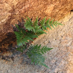 Davallia solida pyxidata
