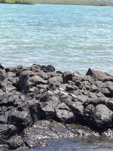 Sanderling (Calidris alba), photo 8