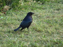 Molothrus bonariensis