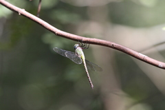Coryphaeschna viriditas
