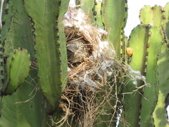 Campylorhynchus fasciatus