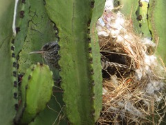 Campylorhynchus fasciatus