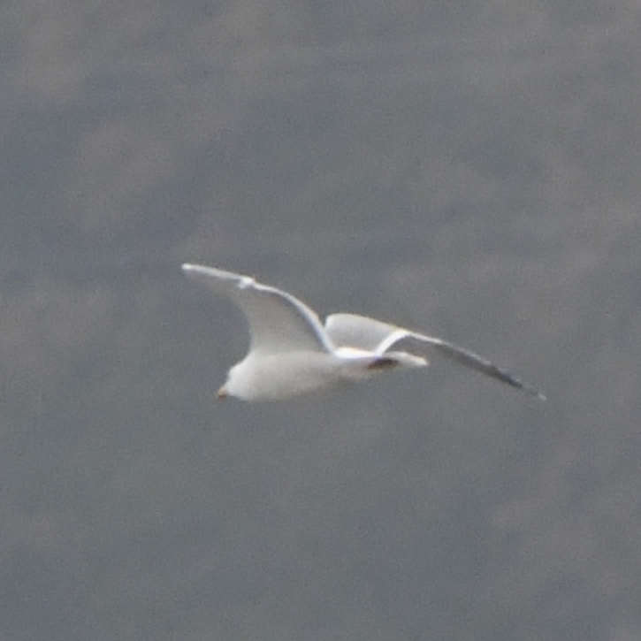 Yellow-legged Gull (Larus michahellis), photo 2