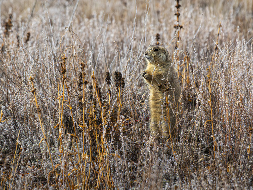Gunnison's Prairie Dog observed by jenniferbhowell
