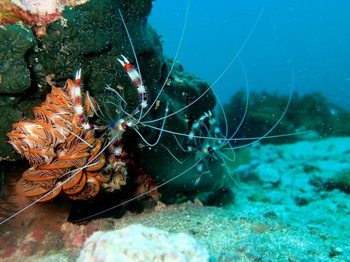 Banded Coral Shrimp