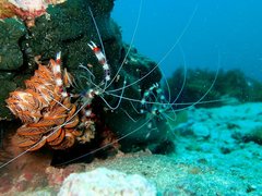 Banded Coral Shrimp
