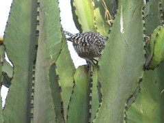 Campylorhynchus fasciatus