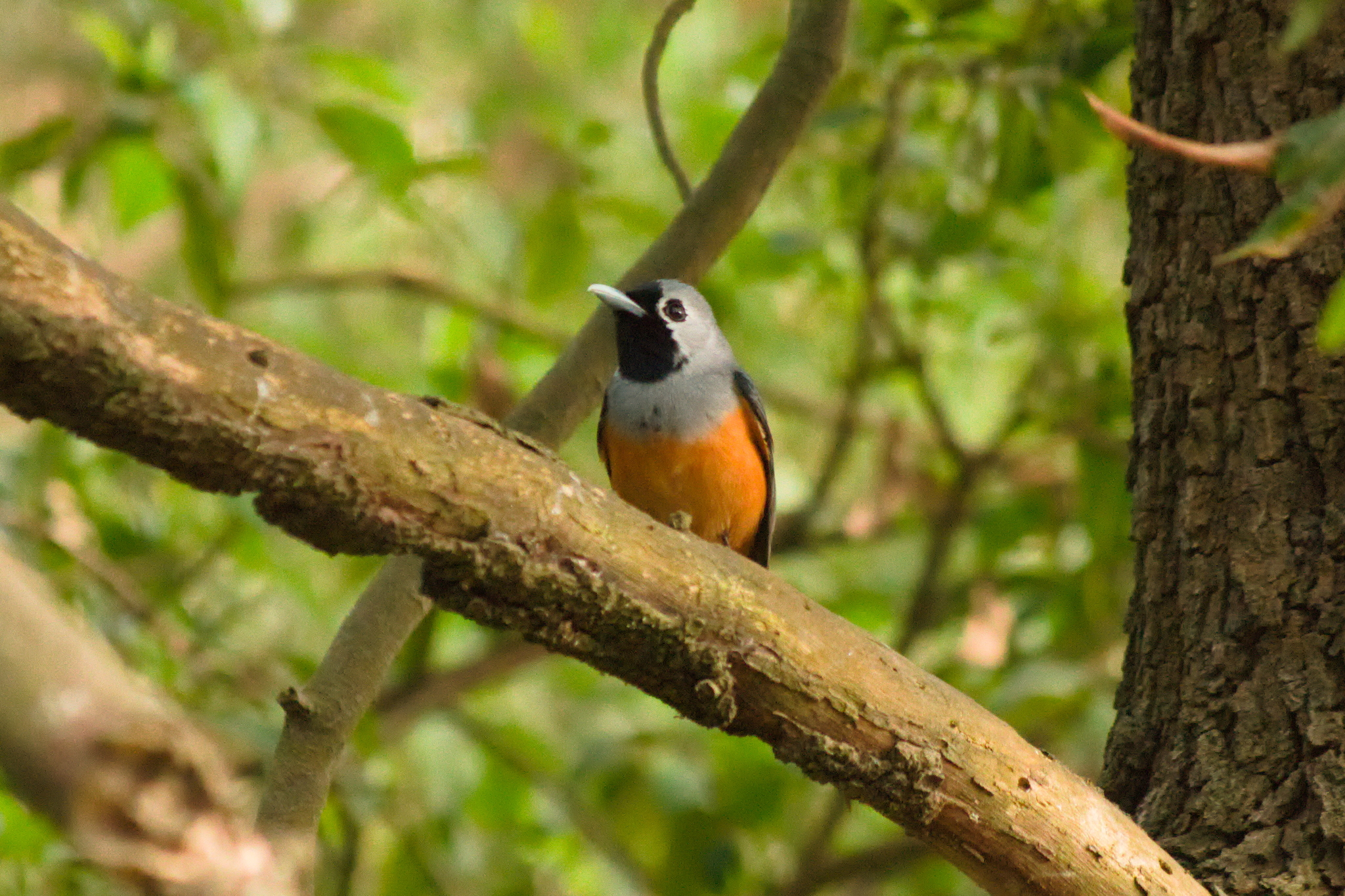 Black-faced Monarch (Monarcha melanopsis), photo 1