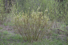 Salix starkeana