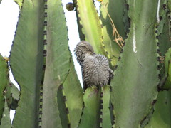 Campylorhynchus fasciatus