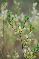 Salix starkeana