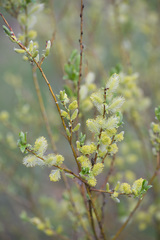 Salix starkeana