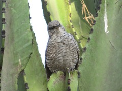 Campylorhynchus fasciatus