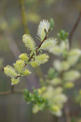 Salix starkeana