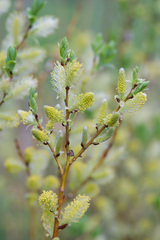 Salix starkeana