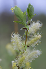 Salix starkeana