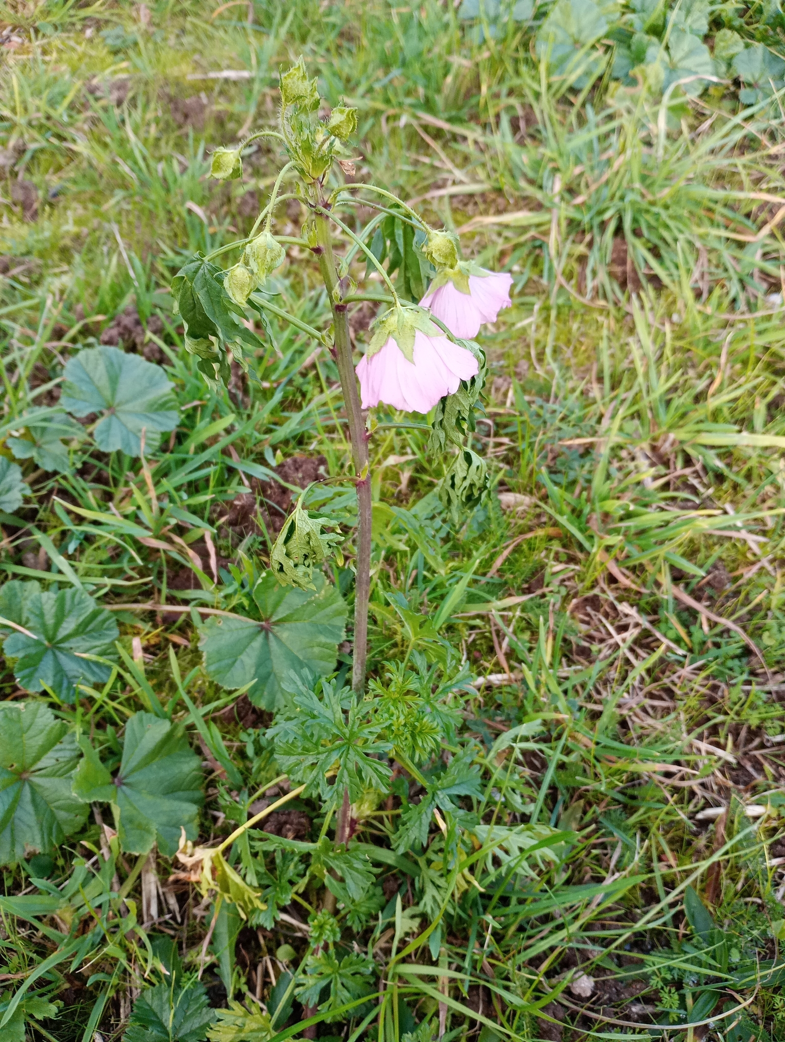 Beispielbild: Moschus-Malve (Malva moschata)