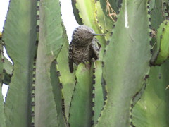 Campylorhynchus fasciatus